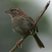 Bachman's Sparrow